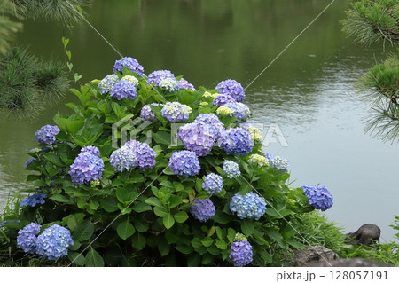 水辺のアジサイ 128057191