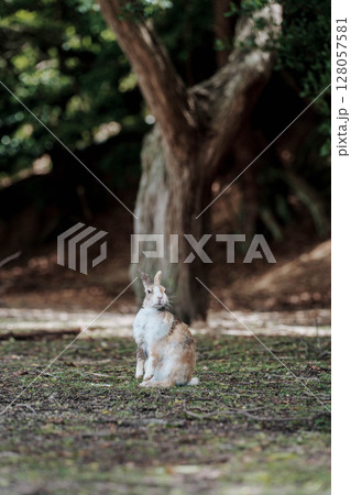 大久野島 うさぎ 立って周りを見渡している 大久野島 うさぎ 立って周りを見渡している 128057581