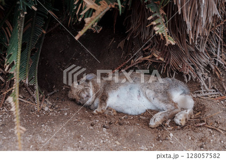 大久野島　うさぎ　木陰でお昼寝 128057582