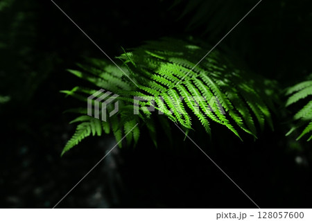 play of shadow and light on fern leaves in a public park 128057600