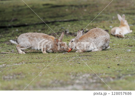 大久野島 野生のうさぎ にんじんの奪い合い 大久野島 野生のうさぎ にんじんの奪い合い 128057686