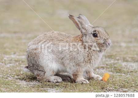 大久野島　野生のうさぎ　にんじんゲット 128057688