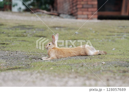 大久野島　野生のうさぎ　リラックス 128057689