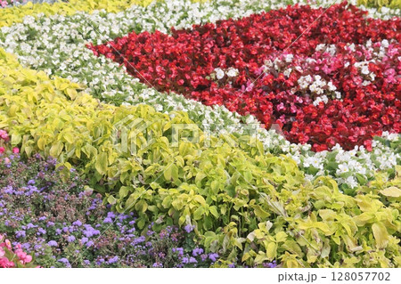 Beautiful flowers in bloom in a spring garden. 128057702