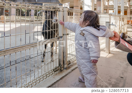 【相模原市立麻溝公園のふれあい動物広場でヤギを見る1歳児】 【相模原市立麻溝公園のふれあい動物広場でヤギを見る1歳児】 128057713