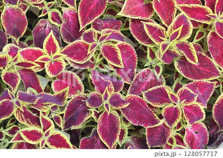 Blurred and selective focus on the texture and pattern known as coleus, a species of flowering plant 128057717