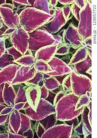 Blurred and selective focus on the texture and pattern known as coleus, a species of flowering plant Blurred and selective focus on the texture and pattern known as coleus, a species of flowering plant 128057722