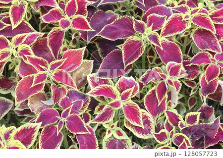 Blurred and selective focus on the texture and pattern known as coleus, a species of flowering plant Blurred and selective focus on the texture and pattern known as coleus, a species of flowering plant 128057723