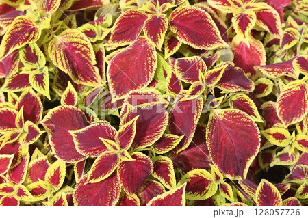 Blurred and selective focus on the texture and pattern known as coleus, a species of flowering plant Blurred and selective focus on the texture and pattern known as coleus, a species of flowering plant 128057726