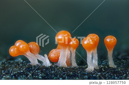 Orange slime mold - Trichia decipiens, it's a small protist organism 128057750