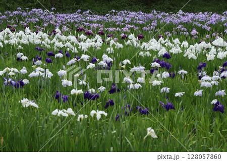 横須賀しょうぶ園の花しょうぶ 128057860