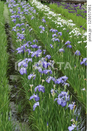 横須賀しょうぶ園の花しょうぶ 横須賀しょうぶ園の花しょうぶ 128057861