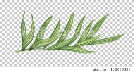 Watercolor illustration of lush green areca palm leaves watercolor illustration isolated background. Single exotic jungle leaf for spa decor, exotic branding, indoor plant packaging Watercolor illustration of lush green areca palm leaves watercolor illustration isolated background. Single exotic jungle leaf for spa decor, exotic branding, indoor plant packaging 128059323