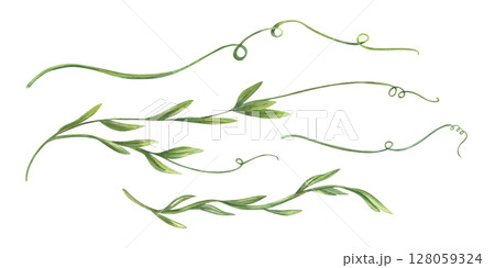 Curling vine shoots with tender tendrils watercolor illustration set isolated background. Hand painted green plant clip art for for wedding stationery, nursery decor, organic product packaging 128059324