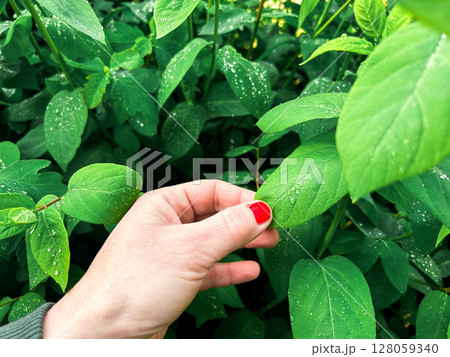 Close up of delicate fingers touching dew covered fresh green leaves. Eco concept. Naturalism. 128059340