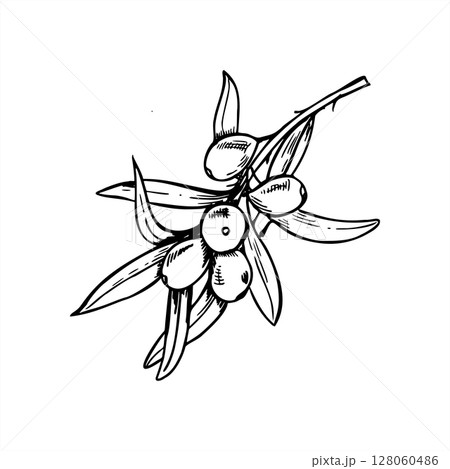 Hand drawn monochrome sea buckthorn branch with berries and leaves vector illustration. Baltic sallow thorn berry line art for organic cosmetics packaging, herbal tea label, vitamin supplement. 128060486