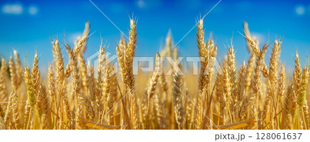 Wheat field, Ears of golden wheat close up. Beautiful Nature Landscape 128061637