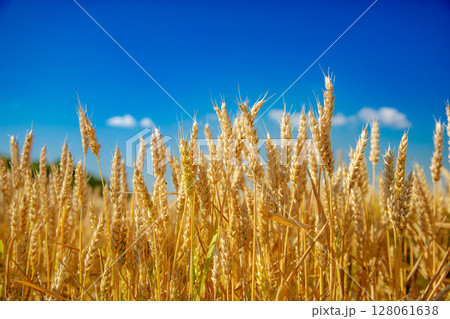 Wheat field, Ears golden wheat. Background ripening ears meadow wheat field. Agricultural harvest 128061638