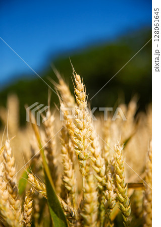 Wheat field, Ears golden wheat. Background ripening ears meadow wheat field. Agricultural harvest Wheat field, Ears golden wheat. Background ripening ears meadow wheat field. Agricultural harvest 128061645