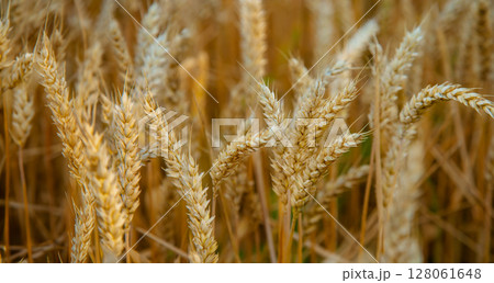 Wheat field, Ears golden wheat. Background ripening ears meadow wheat field. Agricultural harvest 128061648