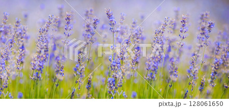 Lavender Field natural colors, selective focus. Lilac flowers, landscape, panoramic view, banner 128061650