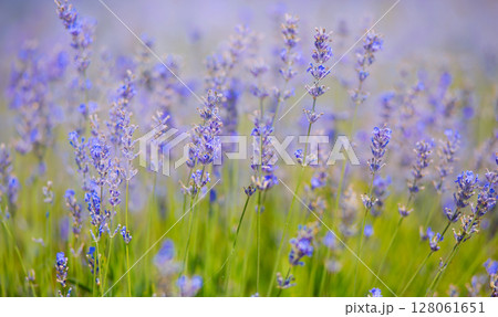 Lavender Field natural colors, selective focus. Lilac flowers, landscape, panoramic view, banner Lavender Field natural colors, selective focus. Lilac flowers, landscape, panoramic view, banner 128061651