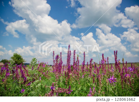 Wild flowers on meadow cloudy blue sky. Summer day field grass, cloud sky. field, summer landscape Wild flowers on meadow cloudy blue sky. Summer day field grass, cloud sky. field, summer landscape 128061662