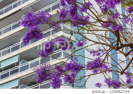 Jacaranda blooms on a tree against high rise blue apartment building in spring city. Blooming tree with purple flowers on the branches in springtime. 128062544
