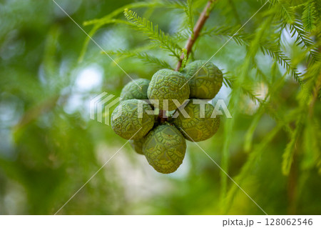 Bald Cypress cone close up. Taxodium distichum tree with fresh green foliage, cones on branch on a natural blurred background. Spring or summer nature 128062546