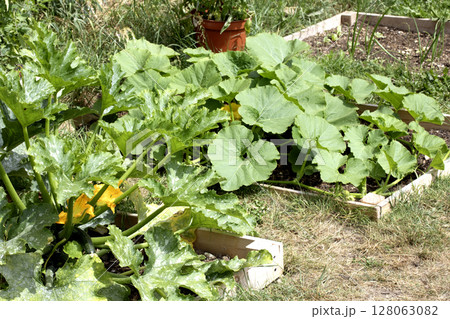 Close up of home made vegetable garden allotment with courgette and pumpkin plants growing DIY gardening Close up of home made vegetable garden allotment with courgette and pumpkin plants growing DIY gardening 128063082