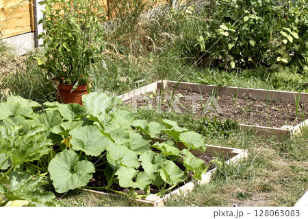 Close up of home made vegetable garden allotment with courgette and pumpkin plants growing DIY gardening Close up of home made vegetable garden allotment with courgette and pumpkin plants growing DIY gardening 128063083