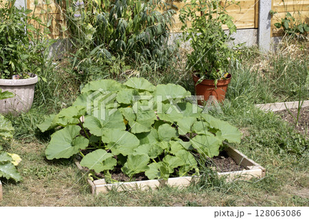 Close up of home made vegetable garden allotment with courgette and pumpkin plants growing DIY gardening 128063086