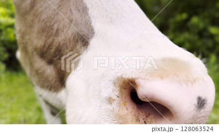 Close up to nose of cute cow pasturing at lawn. Kine chewing fresh grass outdoor. Beautiful friendly animal grazing on meadow at summer day. Concept of livestock husbandry 128063524