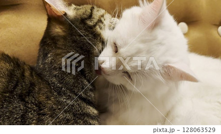 Beautiful domestic cats licking each other with tongues at home. Cute kittens taking care of fur each other at home. Family couple feline resting together. Concept of adorable animals. Close up Beautiful domestic cats licking each other with tongues at home. Cute kittens taking care of fur each other at home. Family couple feline resting together. Concept of adorable animals. Close up 128063529