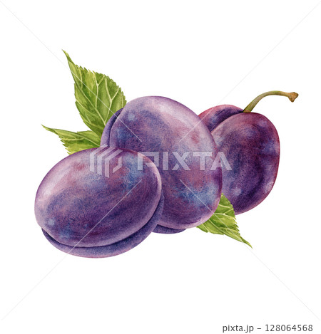 Watercolor composition with juicy plums and green leaves, hand-painted. Botanical illustration on a white background. Isolated. For making postcards, invitations, packaging, and scrapbooking. Clipart. Watercolor composition with juicy plums and green leaves, hand-painted. Botanical illustration on a white background. Isolated. For making postcards, invitations, packaging, and scrapbooking. Clipart. 128064568