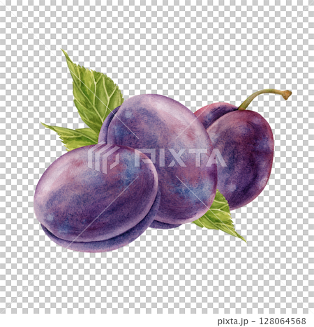 Watercolor composition with juicy plums and green leaves, hand-painted. Botanical illustration on a white background. Isolated. For making postcards, invitations, packaging, and scrapbooking. Clipart. Watercolor composition with juicy plums and green leaves, hand-painted. Botanical illustration on a white background. Isolated. For making postcards, invitations, packaging, and scrapbooking. Clipart. 128064568