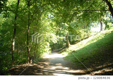 緑深い小径を進む夏の涼やかな散策路 128064636