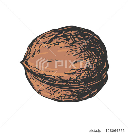 Hand drawn sketch of walnut vector illustration. Whole nut in shell. Imitation of color engraving. 128064833