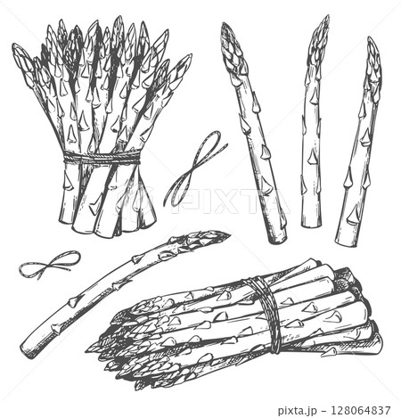Hand drawn sketch of asparagus. Set of Sparrowgrass sprouts and bunches for hand engraving. Vector linear ink illustration on white background. Hand drawn, imitation of engraving technique. Hand drawn sketch of asparagus. Set of Sparrowgrass sprouts and bunches for hand engraving. Vector linear ink illustration on white background. Hand drawn, imitation of engraving technique. 128064837