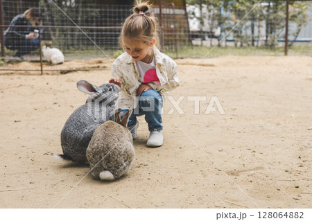 A preschool girl happily pets two gray rabbits at a petting zoo, creating a touching scene of child-animal bonding. A preschool girl enjoys interacting with rabbits at a petting zoo. 128064882