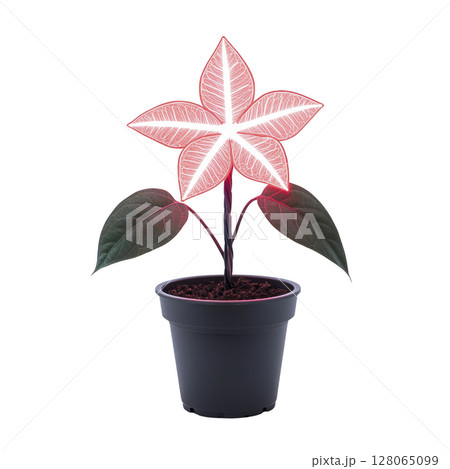 Glowing, star shaped flower with vibrant pink and white hues stands in black pot, surrounded by dark green leaves, creating striking contrast 128065099