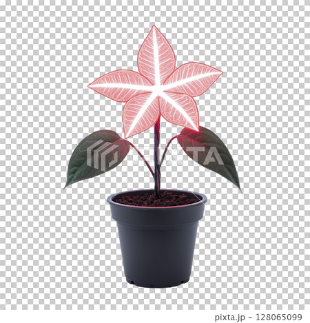 Glowing, star shaped flower with vibrant pink and white hues stands in black pot, surrounded by dark green leaves, creating striking contrast 128065099