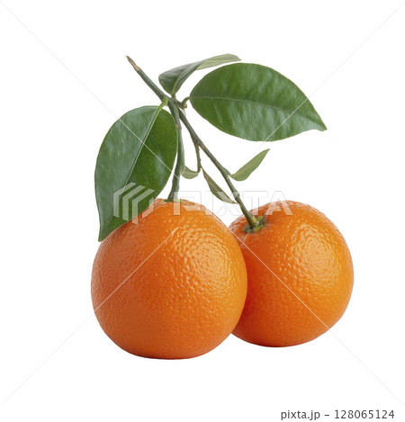 Two ripe oranges with vibrant green leaves on branch, isolated on transparency background, showcasing their fresh and juicy appearance 128065124