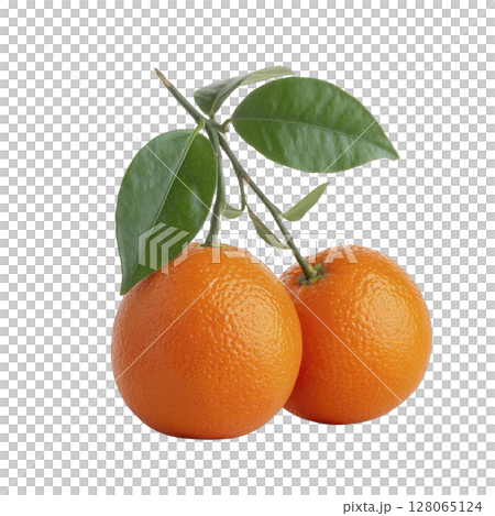 Two ripe oranges with vibrant green leaves on branch, isolated on transparency background, showcasing their fresh and juicy appearance 128065124