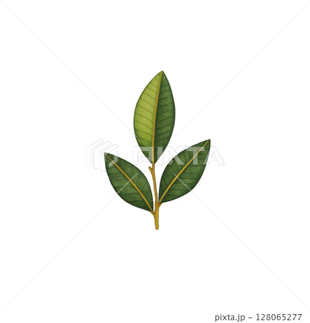 Simple illustration of green leaf with three parts, showcasing natural beauty and botanical detail. leaf is vibrant and fresh, symbolizing growth and nature Simple illustration of green leaf with three parts, showcasing natural beauty and botanical detail. leaf is vibrant and fresh, symbolizing growth and nature 128065277