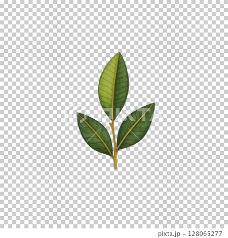 Simple illustration of green leaf with three parts, showcasing natural beauty and botanical detail. leaf is vibrant and fresh, symbolizing growth and nature Simple illustration of green leaf with three parts, showcasing natural beauty and botanical detail. leaf is vibrant and fresh, symbolizing growth and nature 128065277