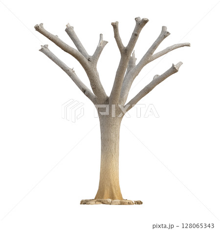Leafless tree with multiple branches stands against plain background, showcasing its textured bark and natural form. tree stark appearance evokes sense of solitude and resilience 128065343