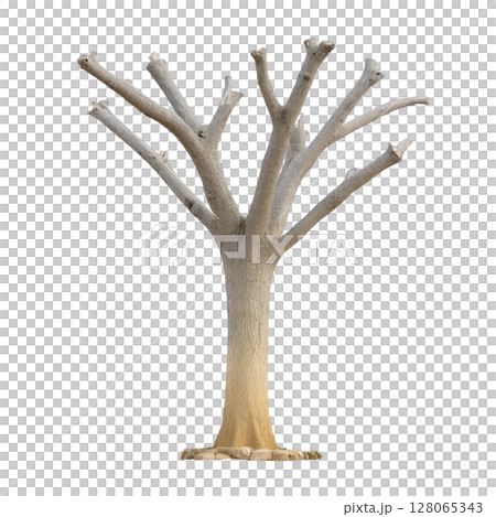 Leafless tree with multiple branches stands against plain background, showcasing its textured bark and natural form. tree stark appearance evokes sense of solitude and resilience 128065343