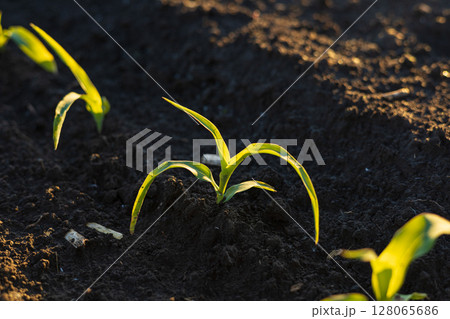 Young maize plants are sprouting through the dark earth, showcasing vibrant green leaves under soft morning light in a natural environment Young maize plants are sprouting through the dark earth, showcasing vibrant green leaves under soft morning light in a natural environment 128065686