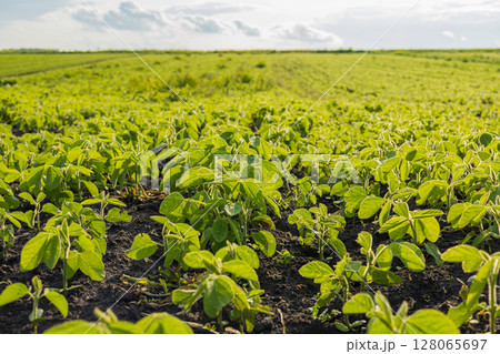 A vast field showcases healthy soybean sprouts flourishing under the warm sunlight, highlighting the rich green color of the plants A vast field showcases healthy soybean sprouts flourishing under the warm sunlight, highlighting the rich green color of the plants 128065697